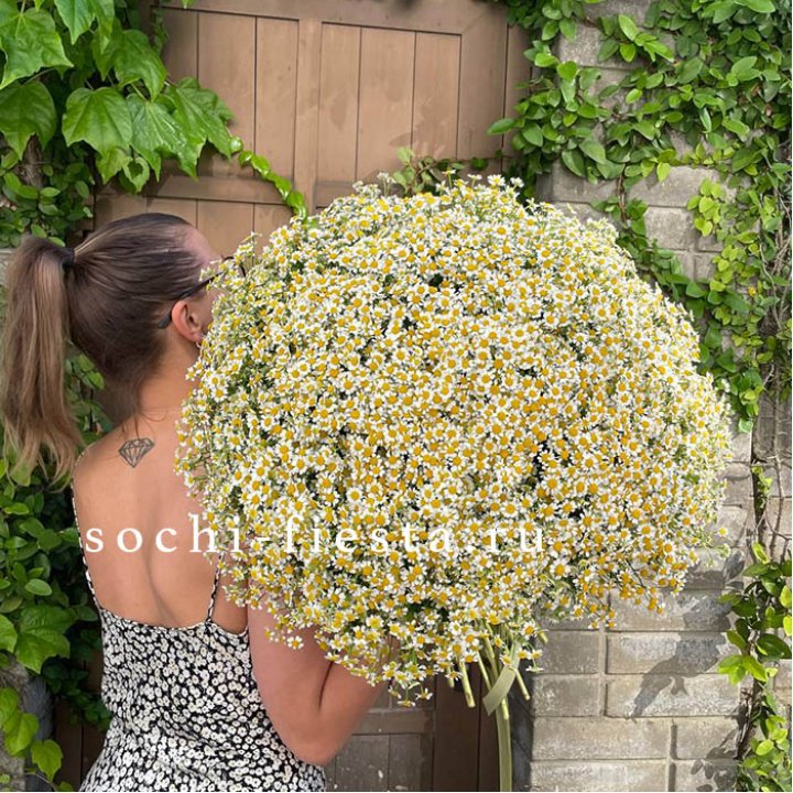 101 ромашка в Нижневартовске