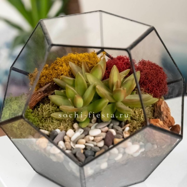 Флорариум “Додекаэдр” с суккулентом Седум в Нижневартовске