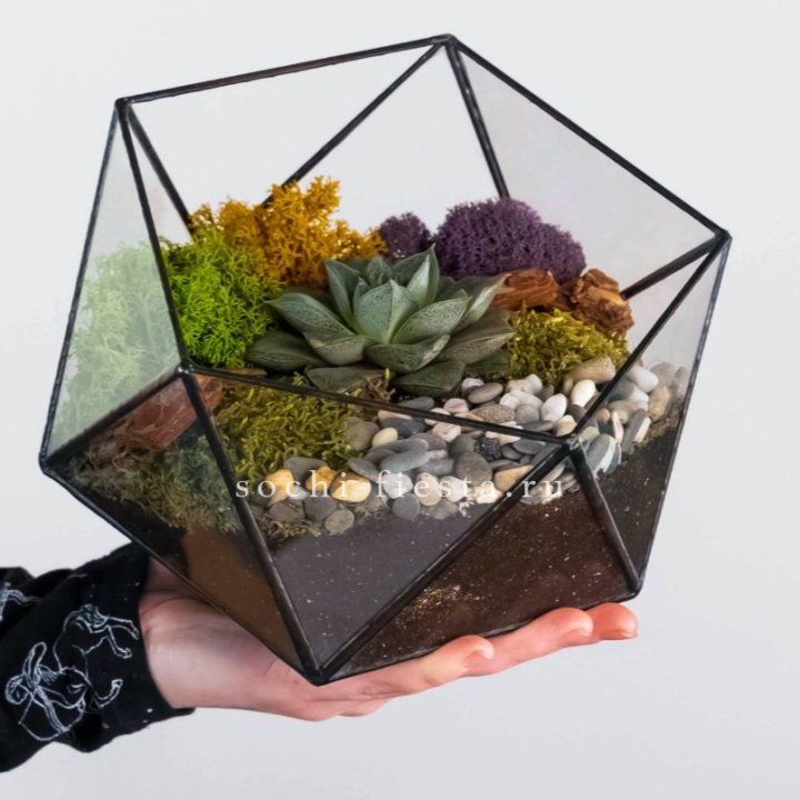 Флорариум “Икосаэдр” с суккулентом Каменная Роза в Нижневартовске