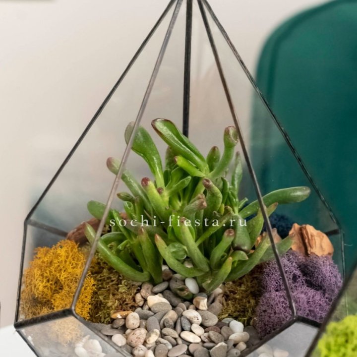 Флорариум “Капля” с суккулентом Крассула Хоббит в Нижневартовске