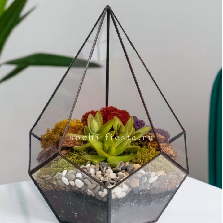 Флорариум Капля с суккулентом в Нижневартовске