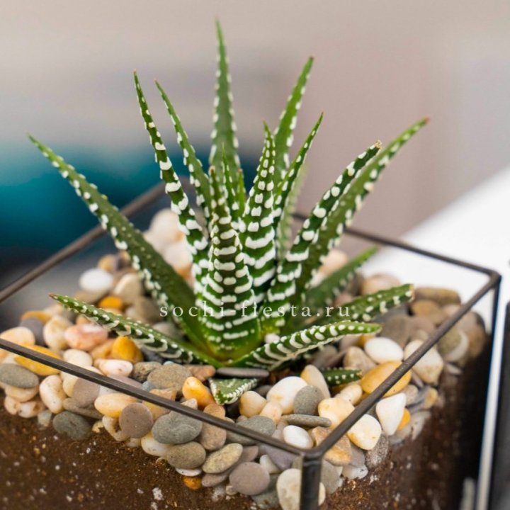 Флорариум Кубик с суккулентом Хавортия в Нижневартовске