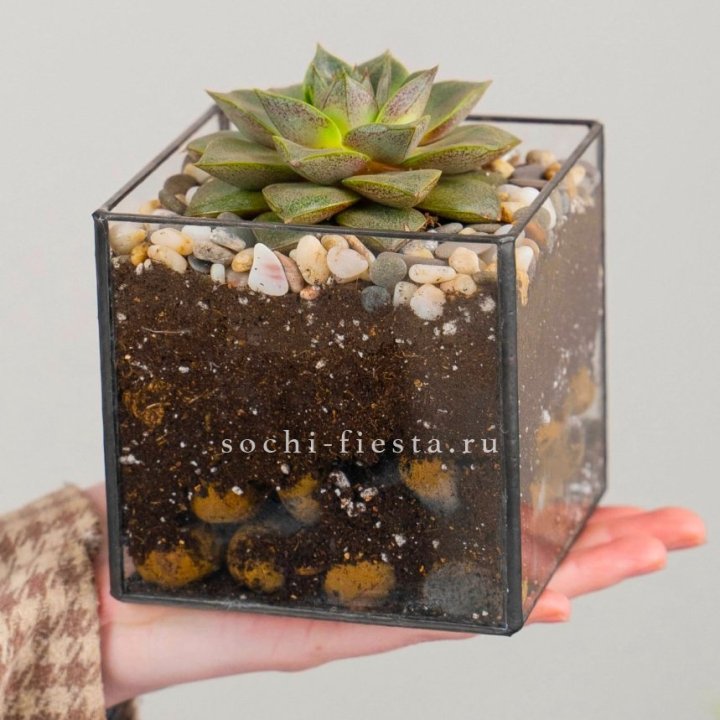 Флорариум Кубик с суккулентом Каменная роза в Нижневартовске