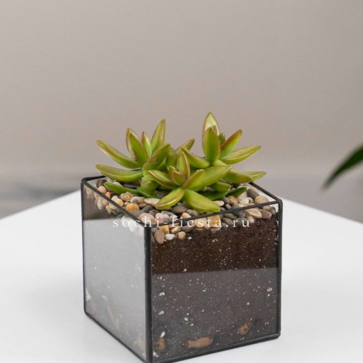 Флорариум Кубик с суккулентом Седум в Нижневартовске