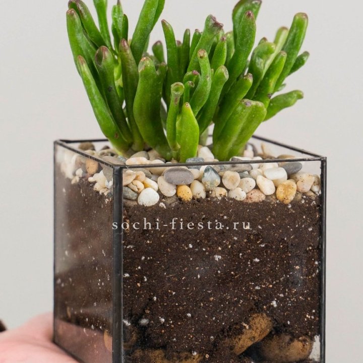 Флорариум Кубик с суккулентом Хоббит в Нижневартовске