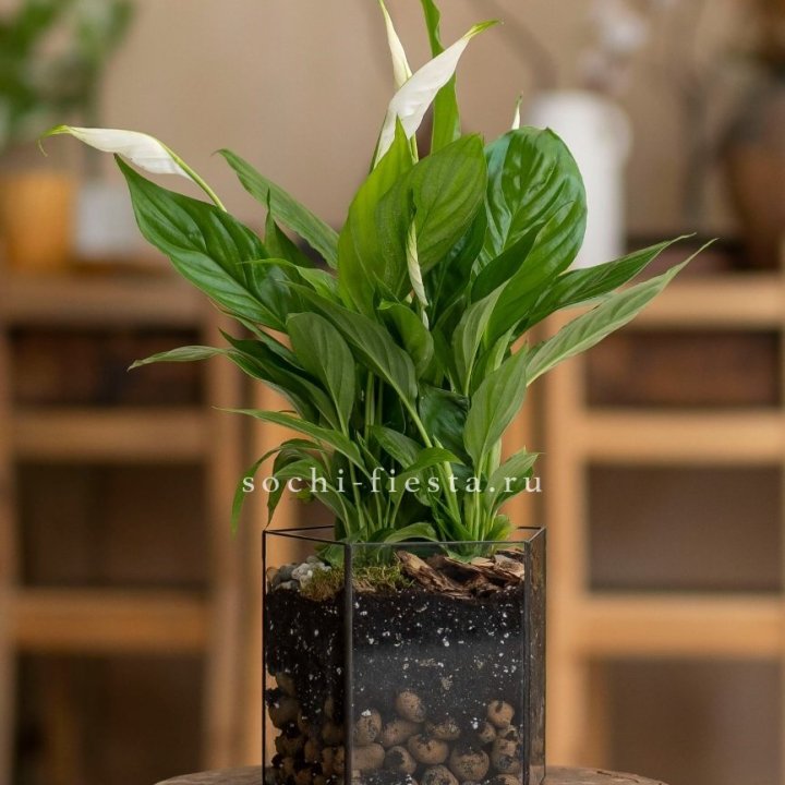Спатифиллум в кашпо Пятиугольник в Нижневартовске