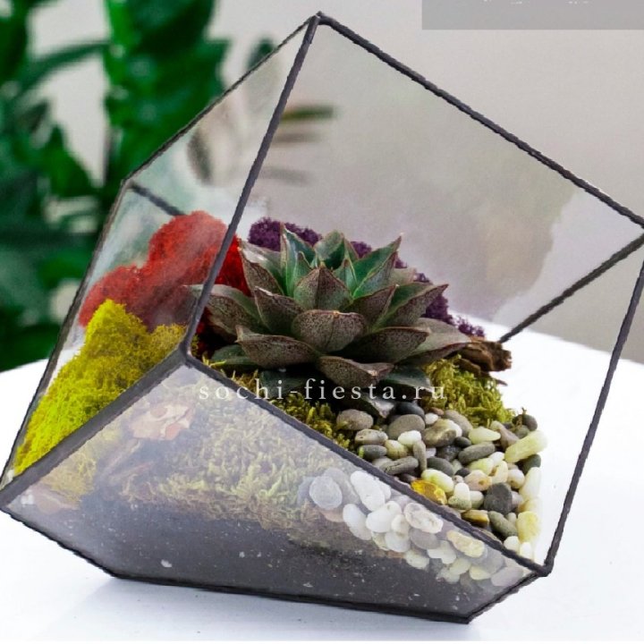 Флорариум Куб усеченный с суккулентом Каменная роза в Нижневартовске