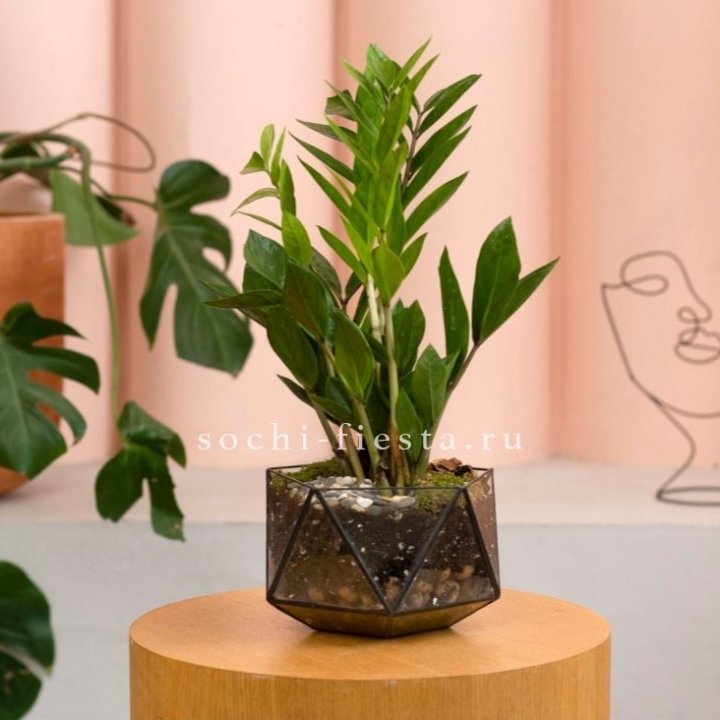 Замиокулькас в кашпо Икосаедр в Нижневартовске