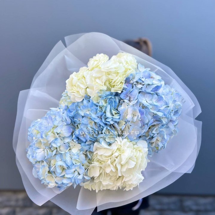 5 бело-голубых гортензий в Нижневартовске