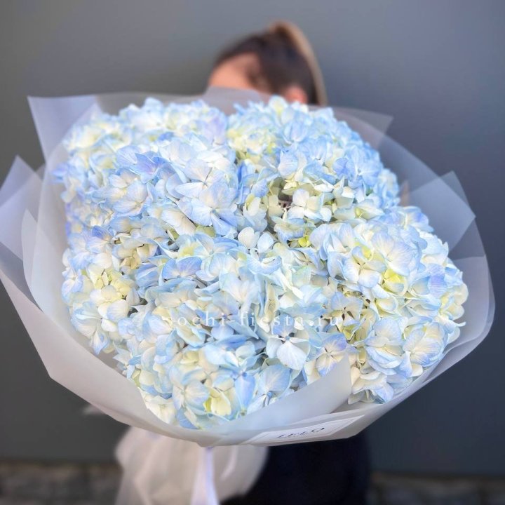 5 голубых гортензий в Нижневартовске