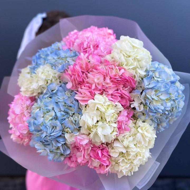 11 гортензий микс в Нижневартовске