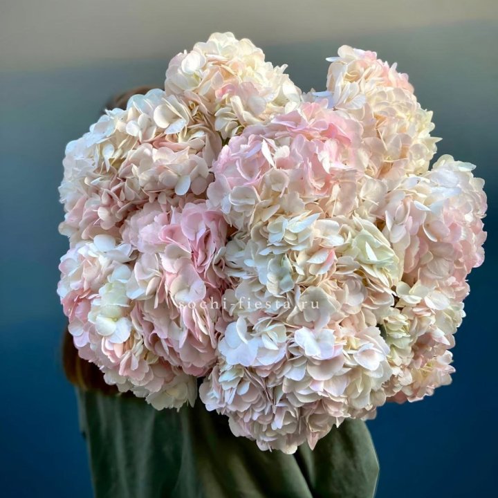 Охапка розовой гортензии в Нижневартовске