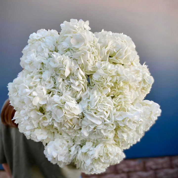 Охапка белой гортензии в Нижневартовске