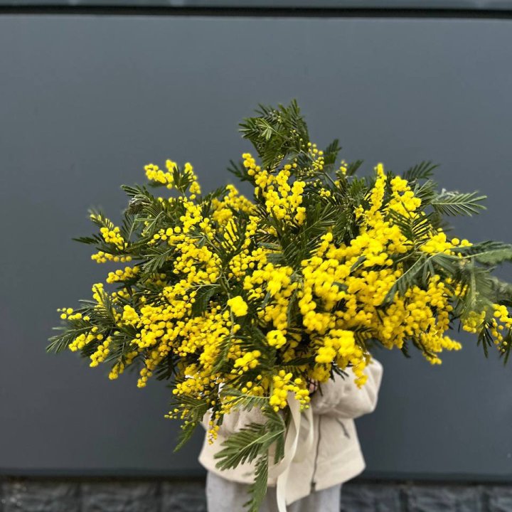 Охопка мимозы в Нижневартовске