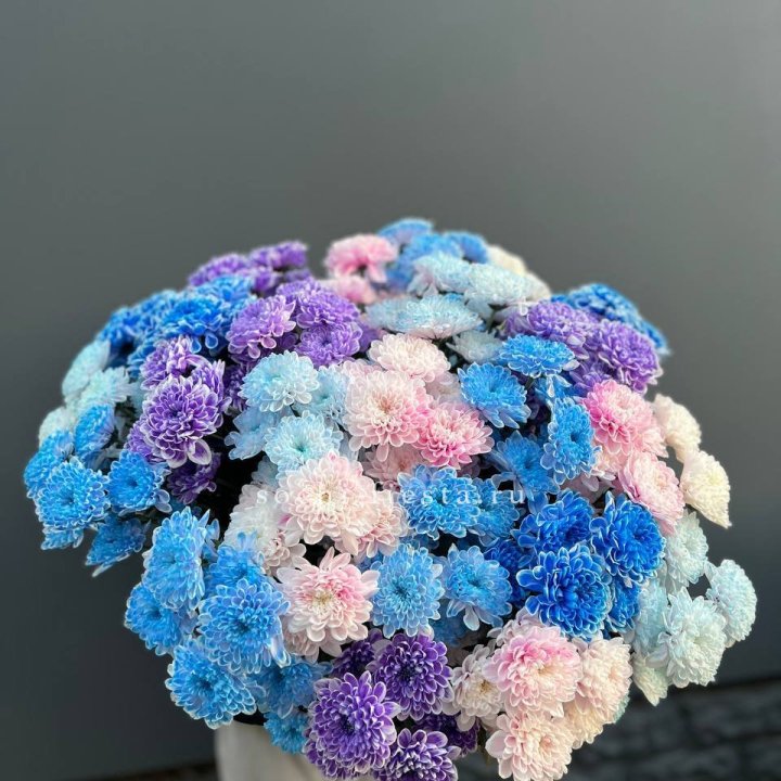 25 цветных хризантем в Нижневартовске