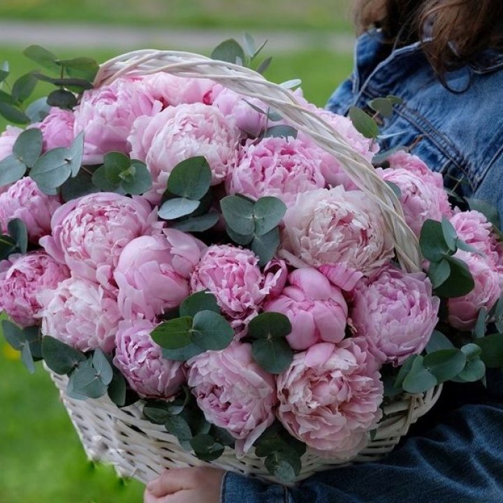 51 пион в корзине в Нижневартовске