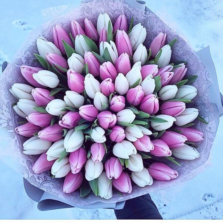 101 тюльпан "Лолипоп" в Нижневартовске